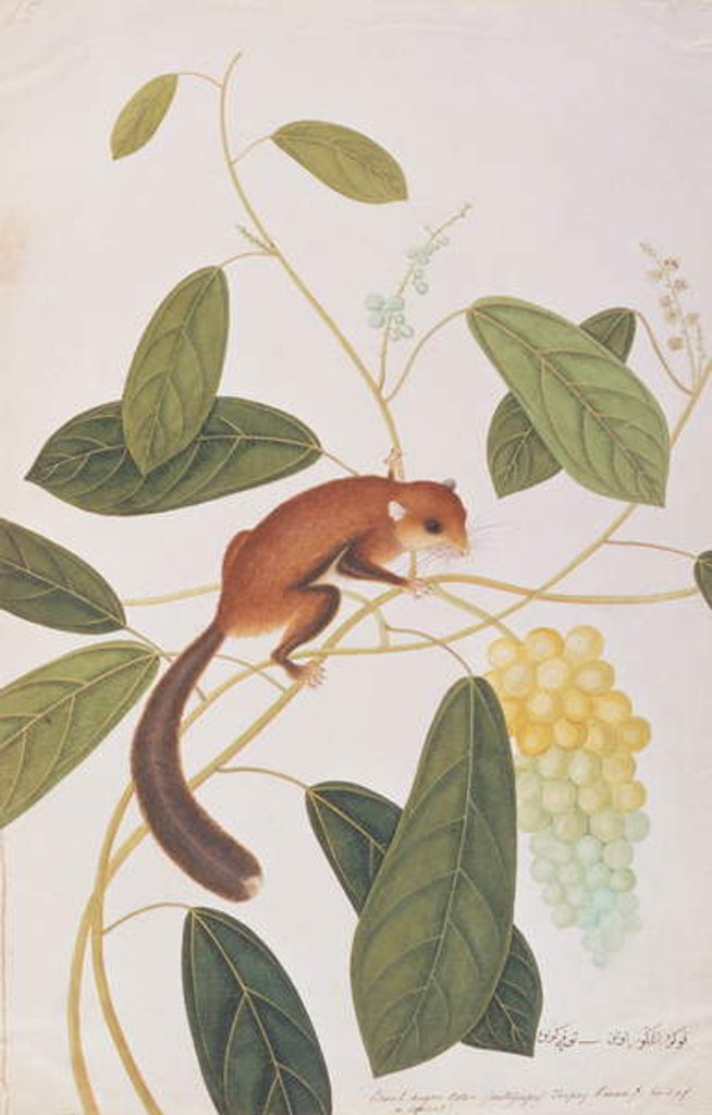Detail of Grey-cheeked Flying Squirrel by School Chinese