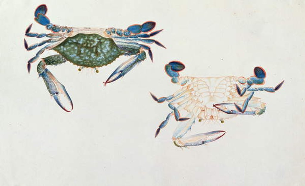 Detail of Ketam Rinyong by School Chinese