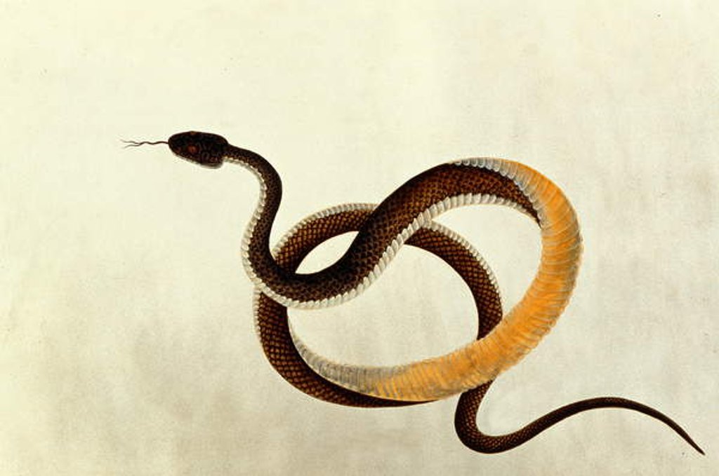 Detail of Snake by School Chinese