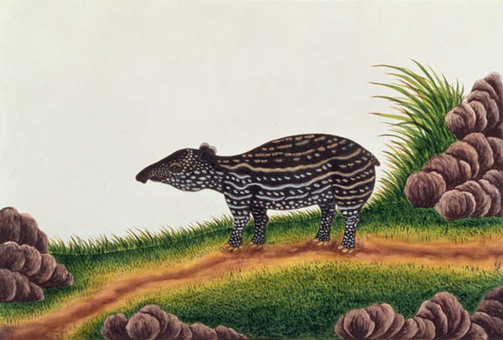 Detail of Young Tapir of Malacca by School Chinese