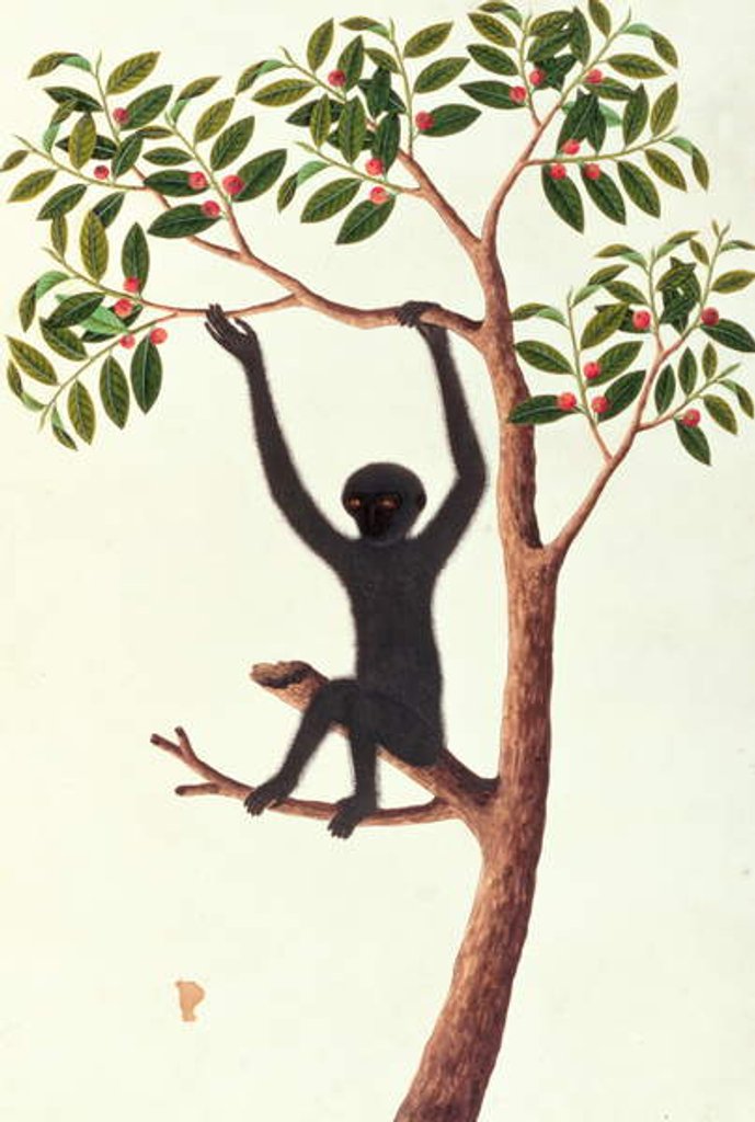Detail of Black Long Armed Ape, Ongka Pitam by School Chinese