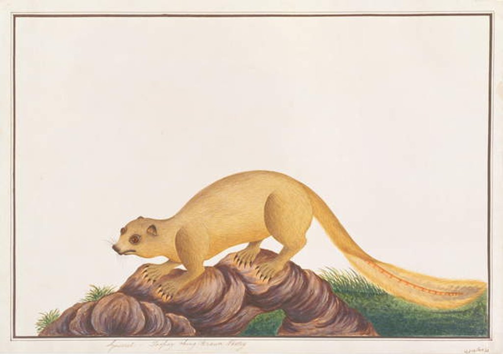 Detail of Cream-coloured Giant Squirrel by School Chinese