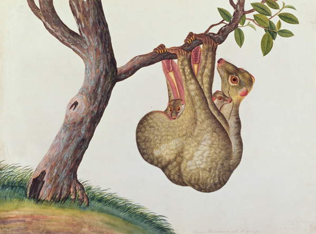 Detail of Flying Maucauco with its young by School Chinese