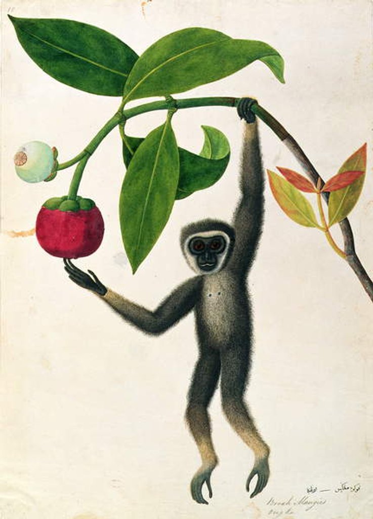 Detail of An Agile Gibbon or 'Black-Handed Gibbon' by School Chinese