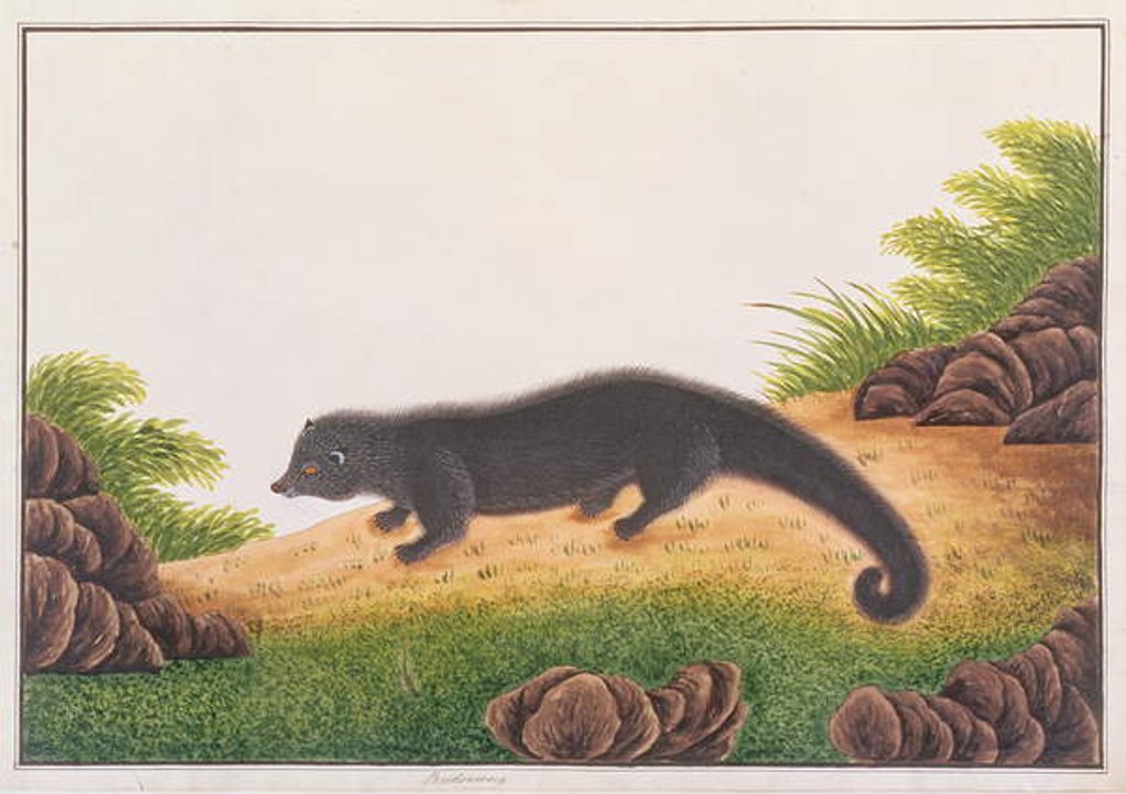 Detail of Binturong by School Chinese
