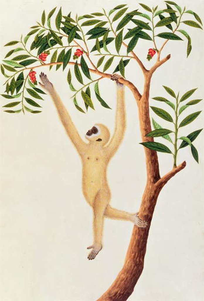 Detail of White Long Armed Ape, Ongka Pootre by School Chinese