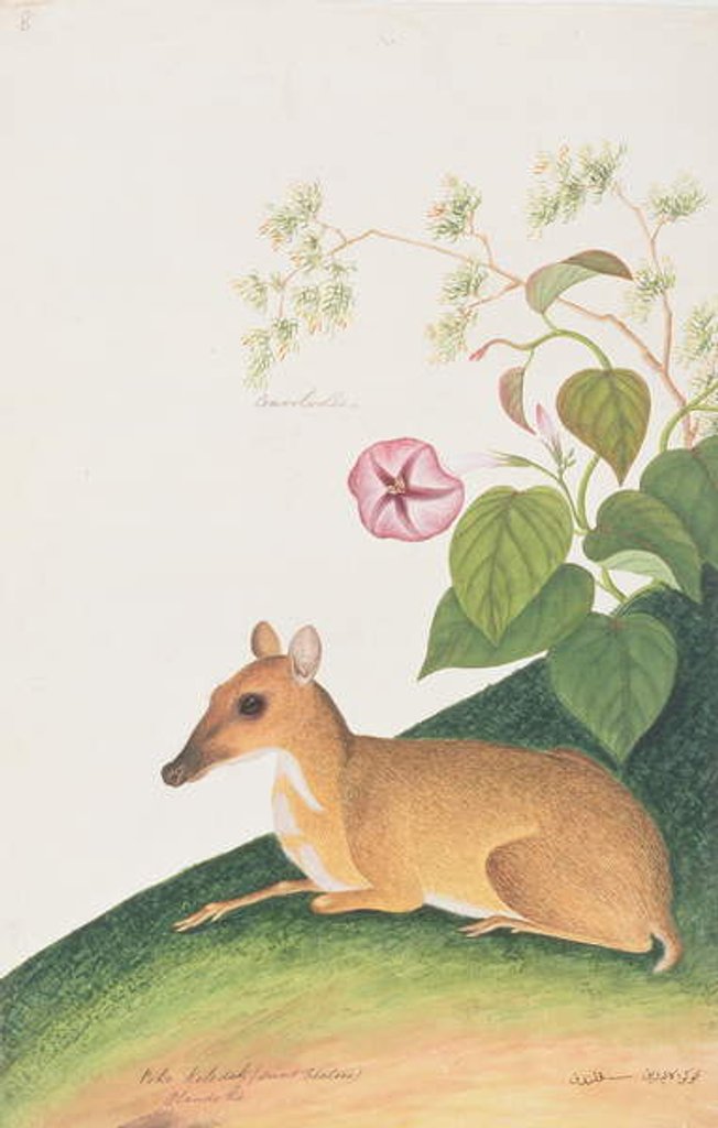 Detail of Lesser Mousedeer by School Chinese