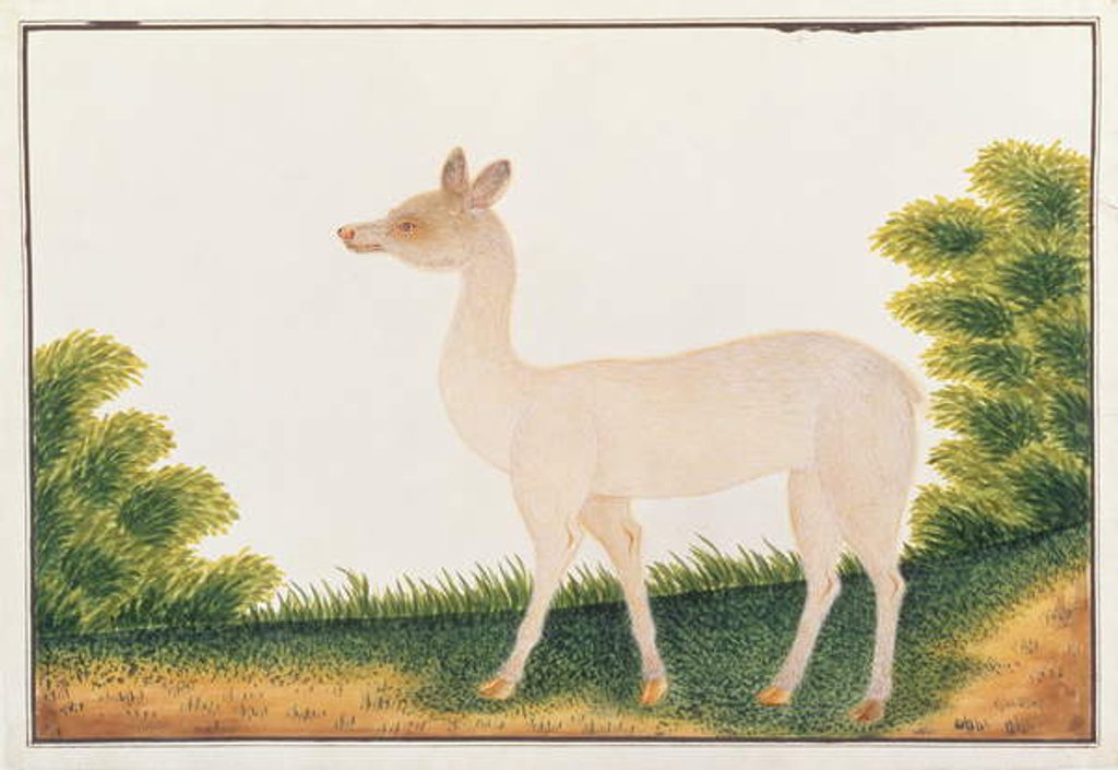 Detail of Sambar Deer by School Chinese