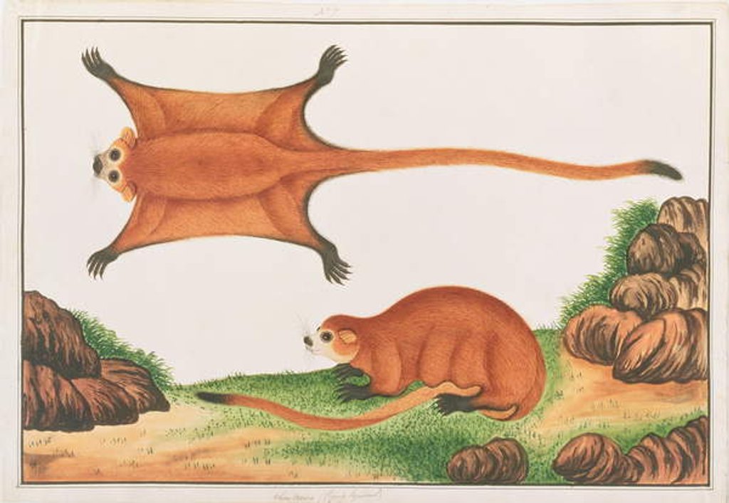 Detail of Red Giant Flying Squirrel by School Chinese