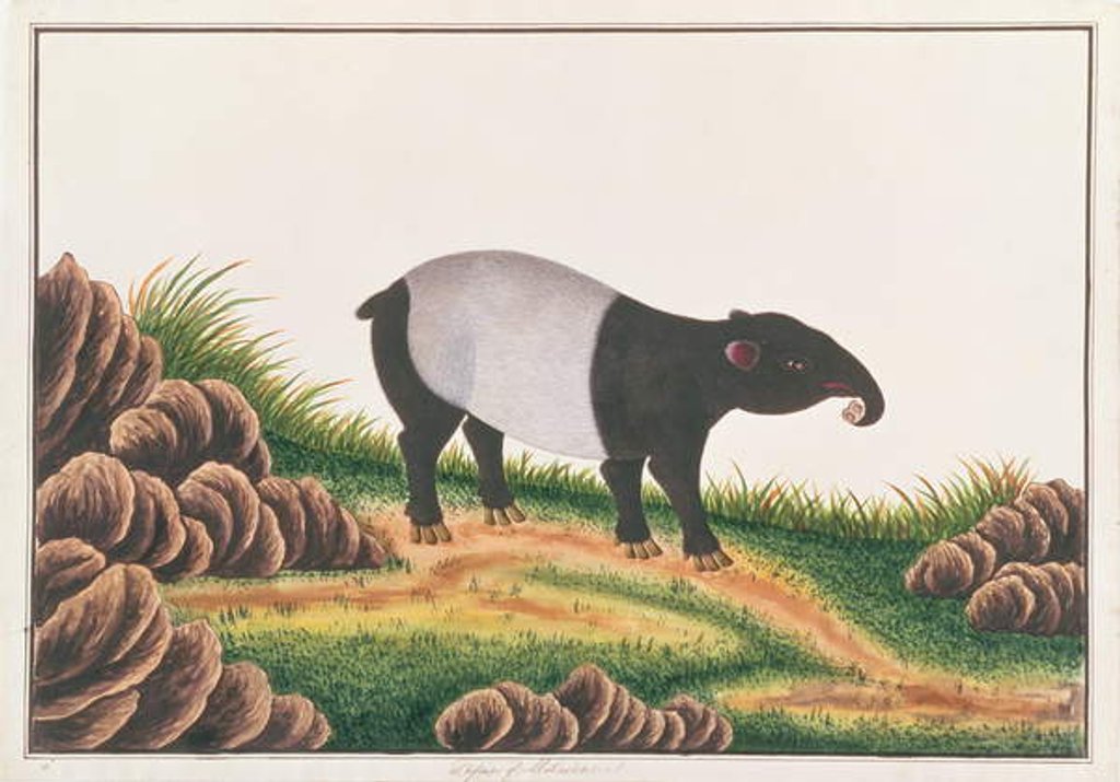 Detail of Malayan Tapir by School Chinese