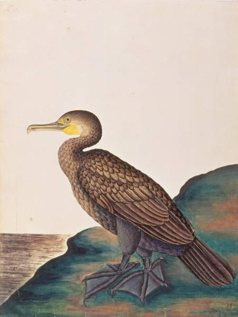 Detail of Great Cormorant by School Chinese