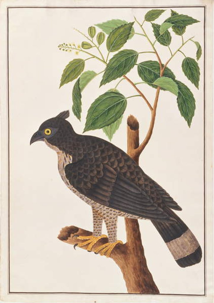 Detail of Blyth's Hawk Eagle by School Chinese