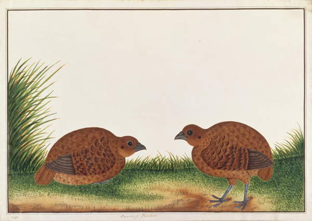 Detail of Black Partridge by School Chinese