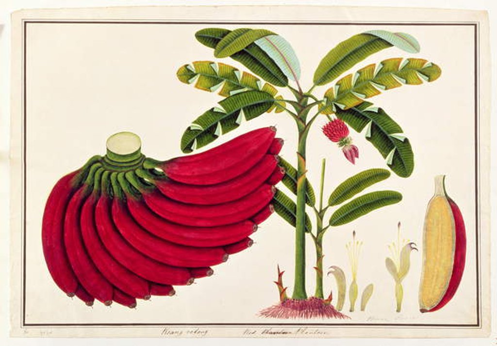 Detail of Red Plantain, Pisang oodang by School Chinese