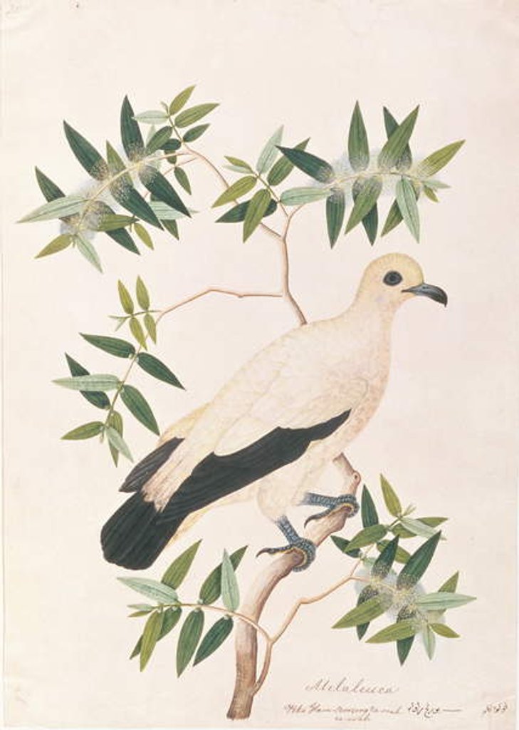 Detail of Pied Imperial Pigeon by School Chinese
