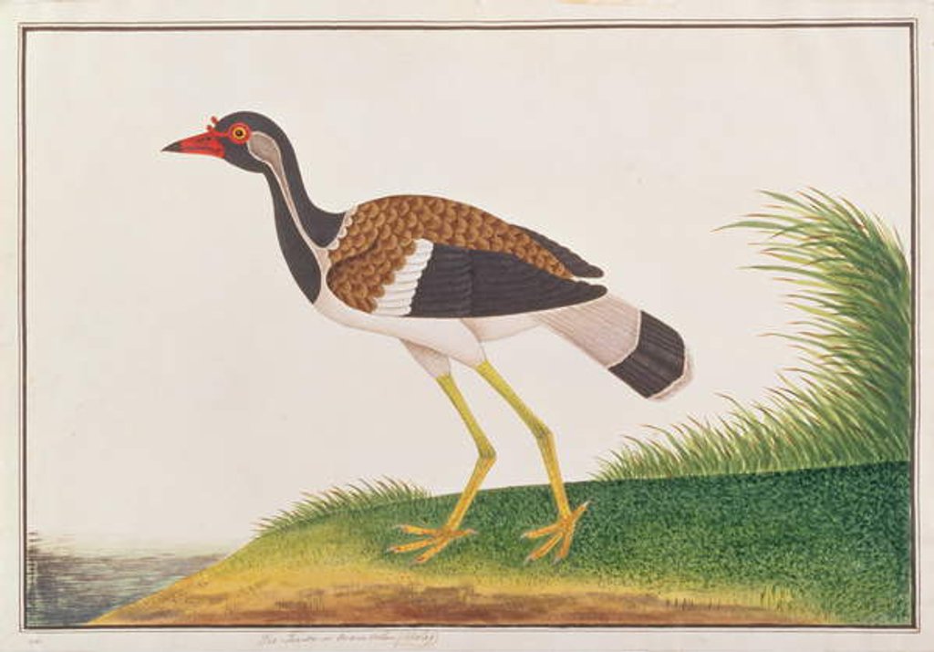 Detail of Red-wattled Lapwing by School Chinese