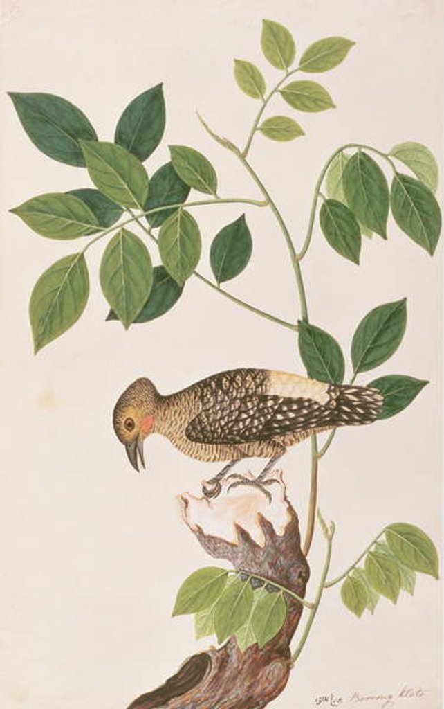 Detail of Buff-rumped Woodpecker by School Chinese