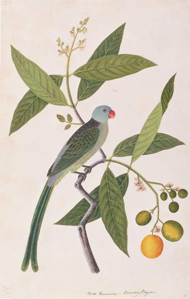 Detail of Parakeet by School Chinese