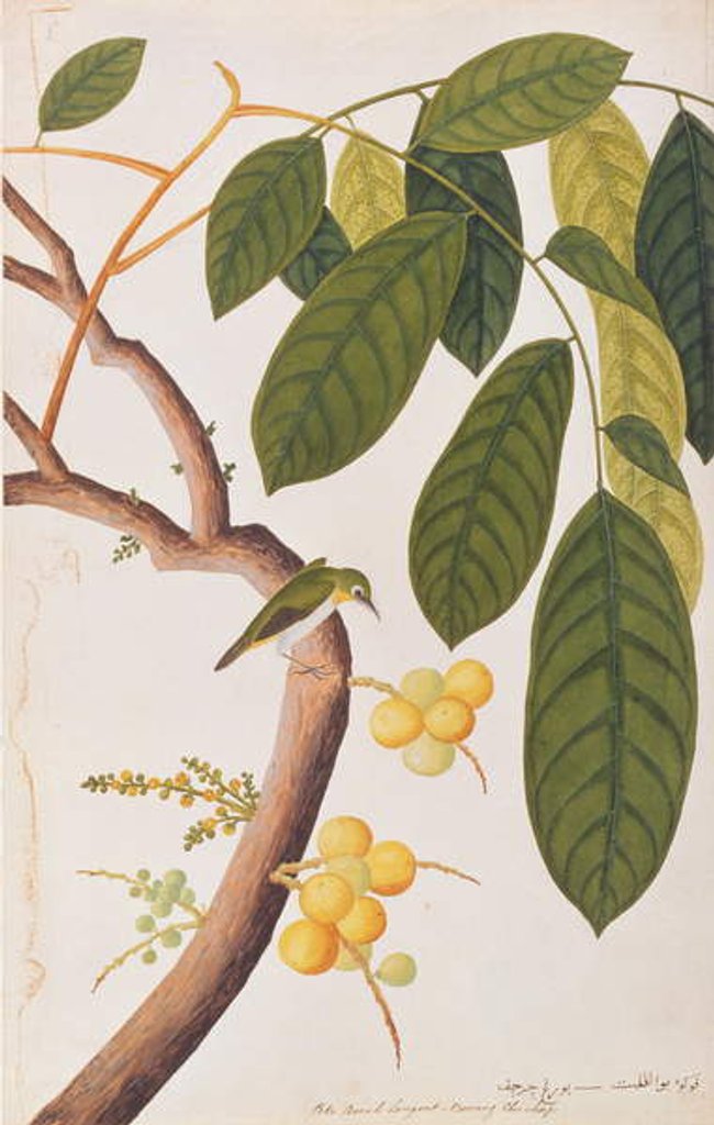 Detail of Oriental White-eye by School Chinese