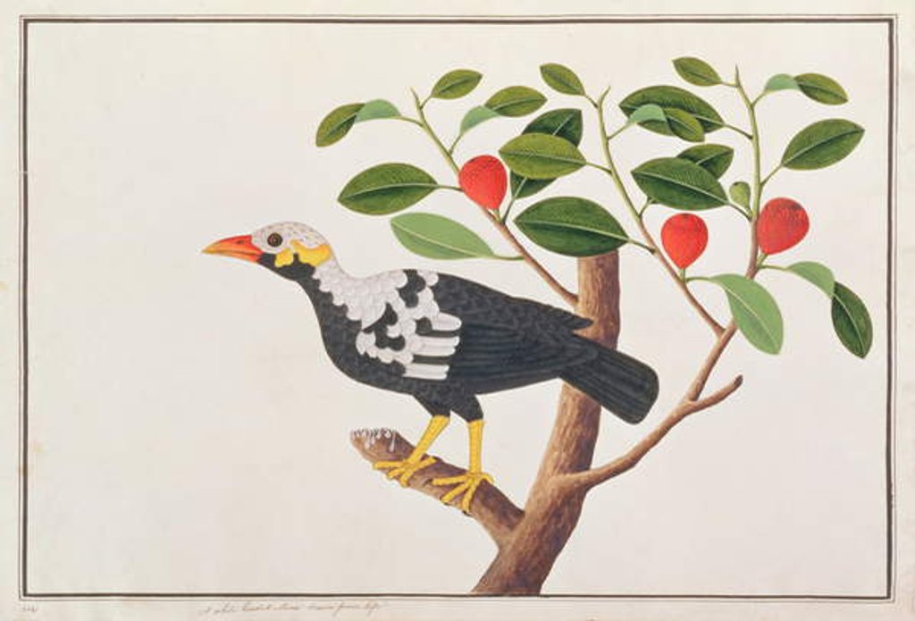 Detail of Hill Myna by School Chinese