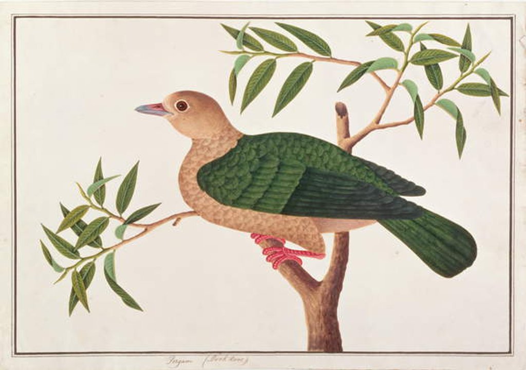 Detail of Green Imperial Pigeon by School Chinese