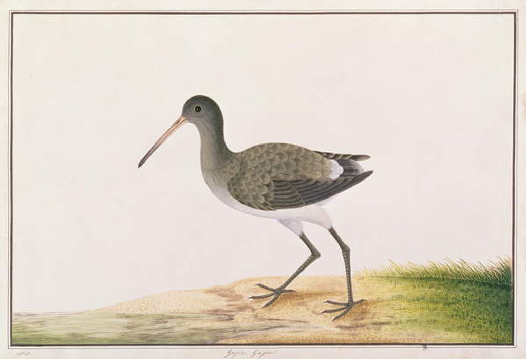 Detail of Black-tailed Godwit by School Chinese