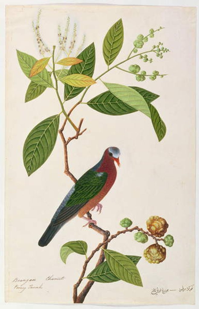 Detail of Brangan Chestnut, Pooney Tanah by School Chinese