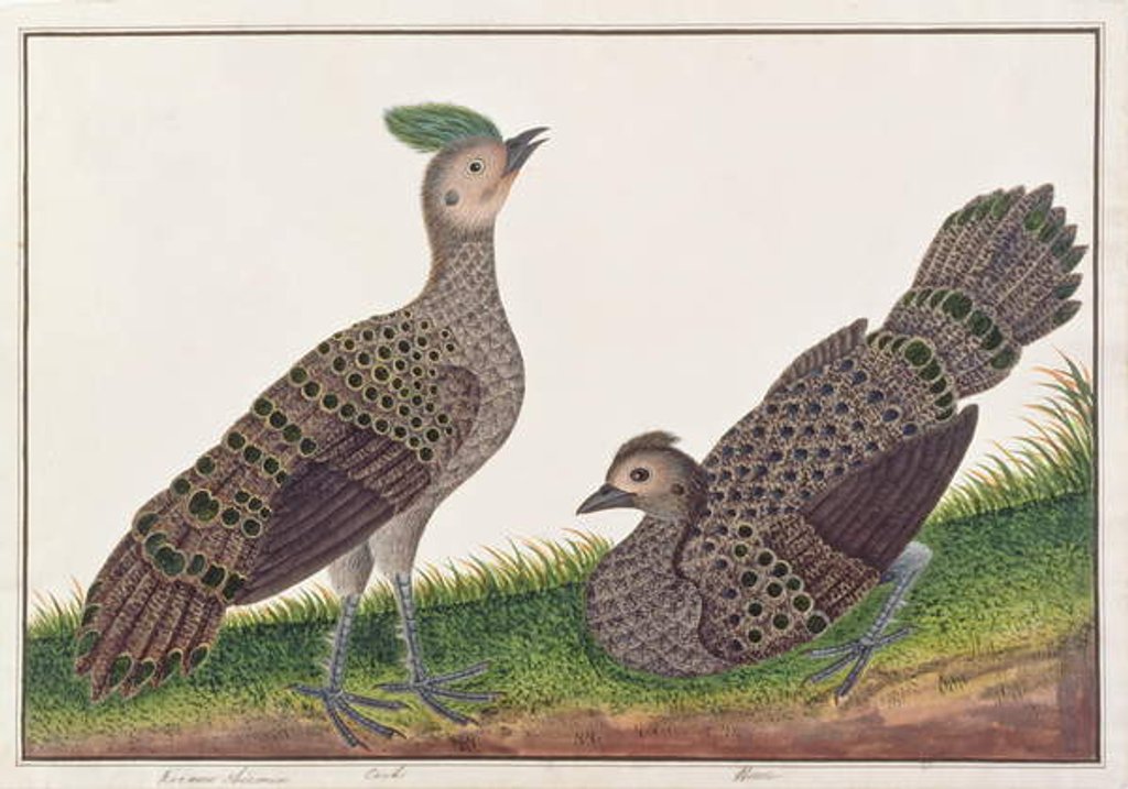 Detail of Malayan Peacock-pheasants by School Chinese