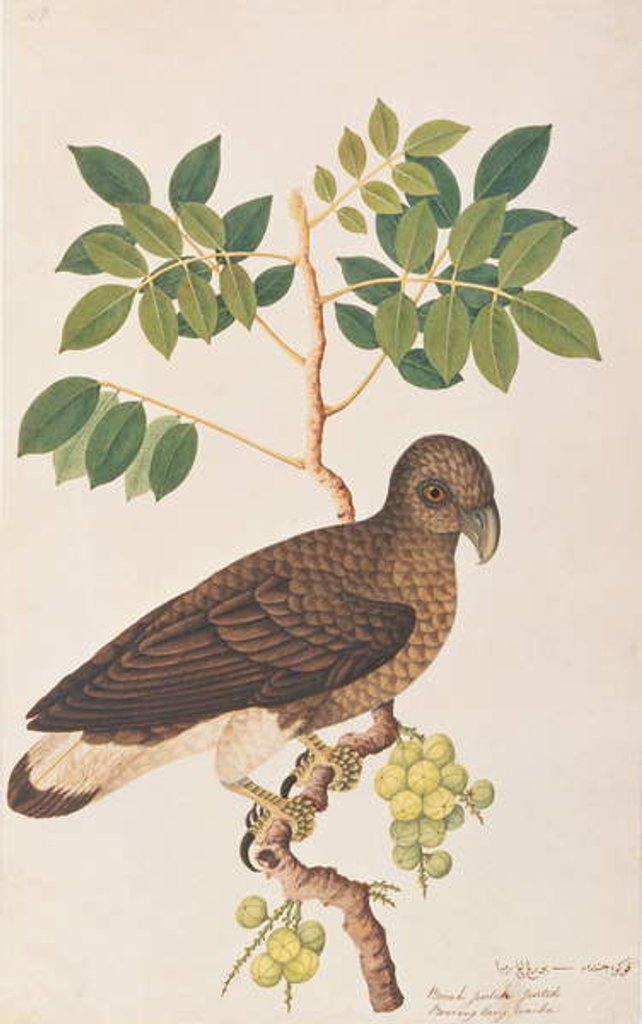 Detail of Grey-headed Fish Eagle by School Chinese