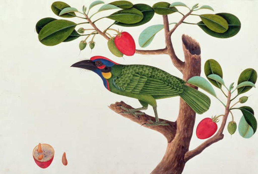 Detail of Exotic Bird by School Chinese