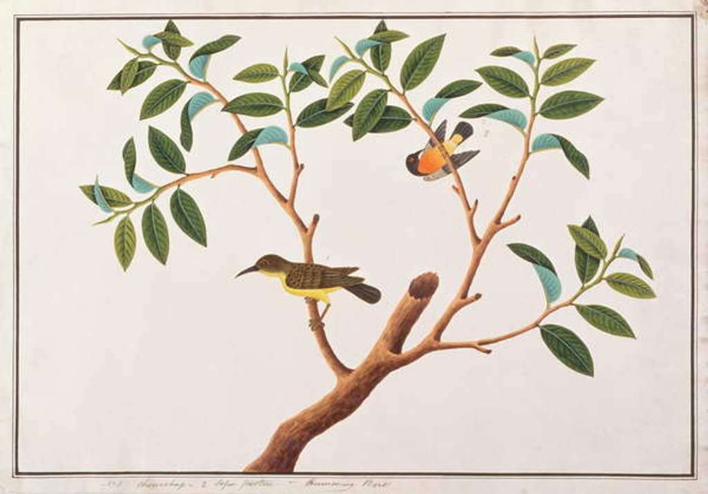 Detail of Brown-throated Sunbird and Ruby-cheeked Sunbird by School Chinese