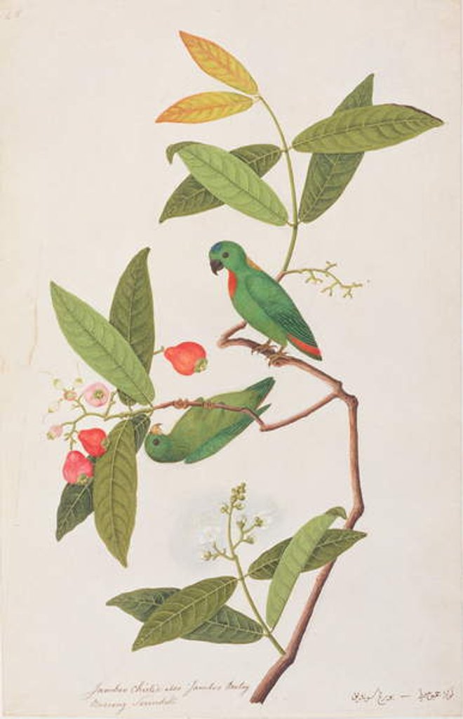 Detail of Blue-crowned Hanging Parrot by School Chinese