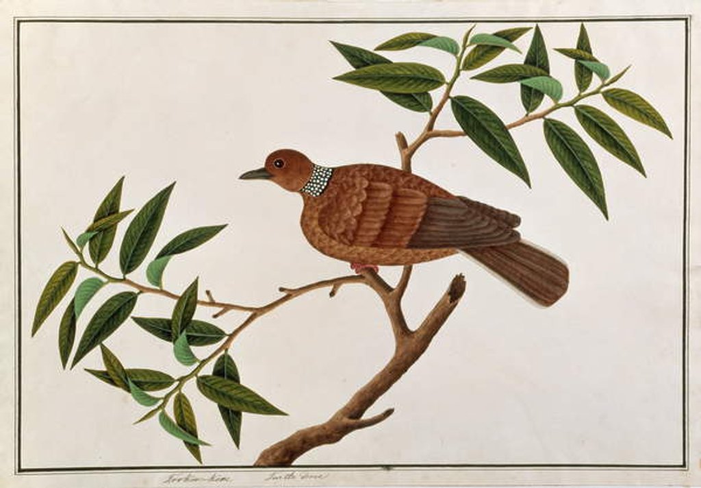 Detail of Turtle Dove, Tookoo-Kore by School Chinese