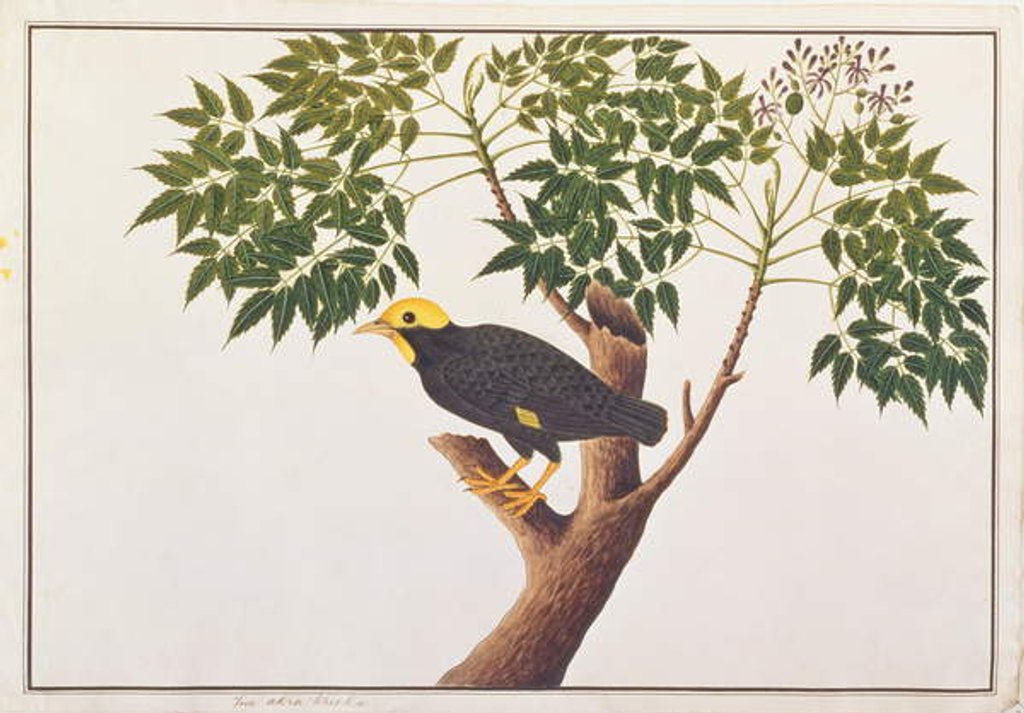 Detail of Golden-crested Myna by School Chinese