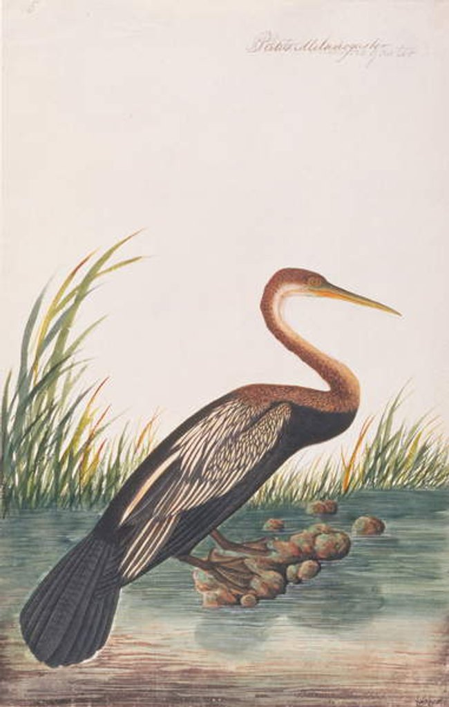 Detail of Oriental Darter by School Chinese