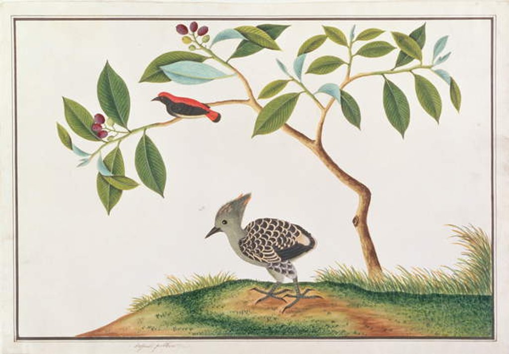 Detail of Scarlet-backed Flowerpecker with Grey-and-buff Woodpecker by School Chinese