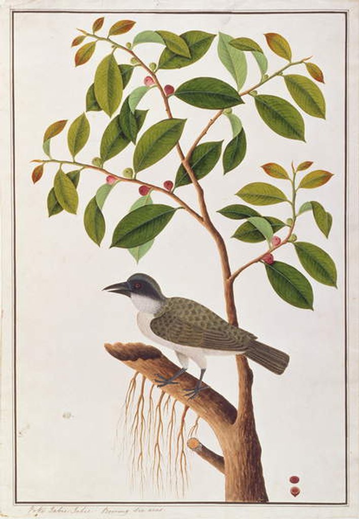Detail of Large Woodshrike by School Chinese