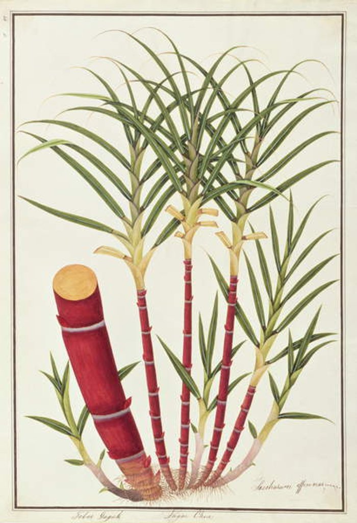 Detail of Sugar Cane, Teboo Gagak by School Chinese