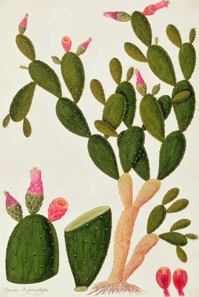 Detail of Liedah Badah, Cardasse Cochenille by School Chinese