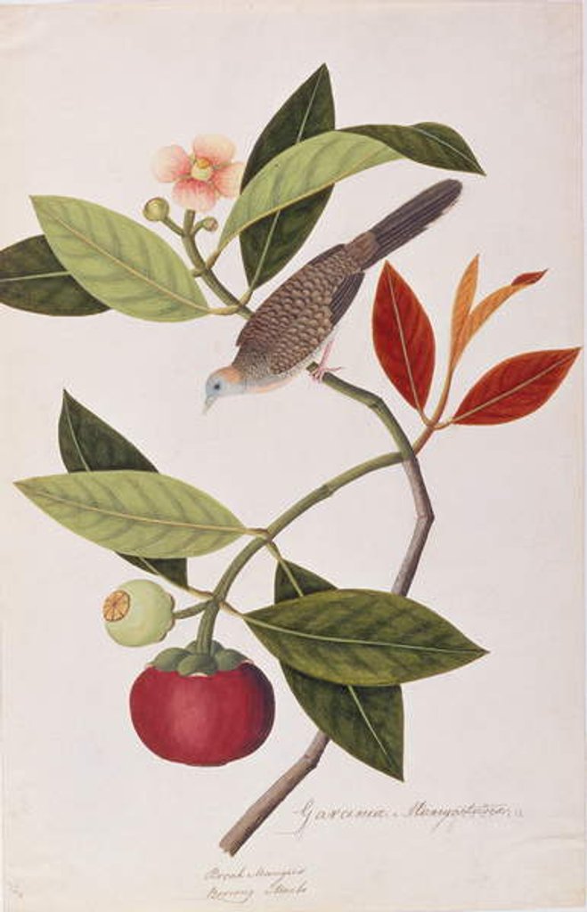 Detail of Zebra Dove by School Chinese