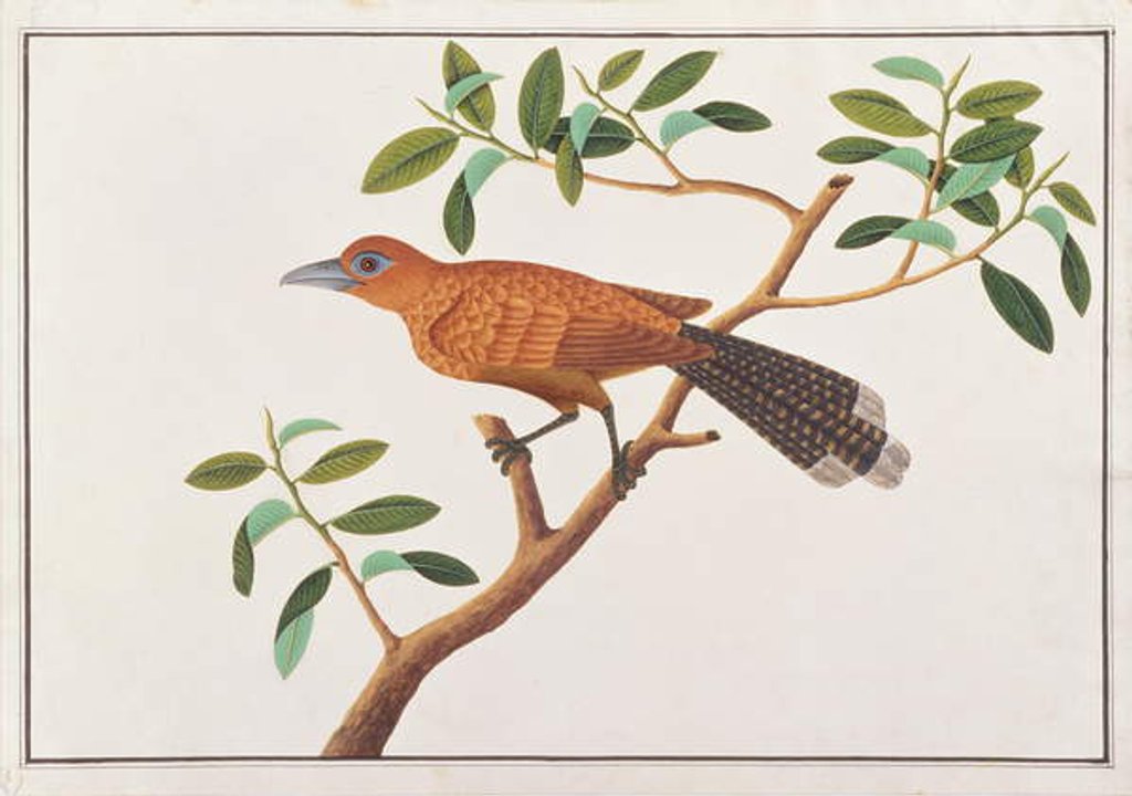 Detail of Raffles' Malkoha by School Chinese