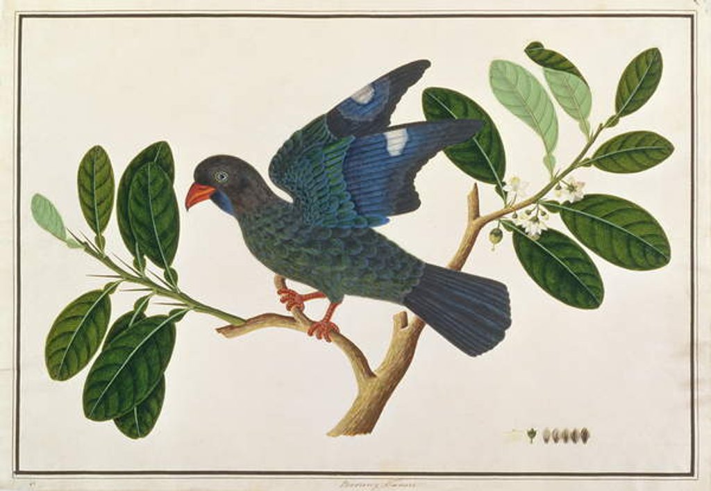 Detail of Dollarbird by School Chinese