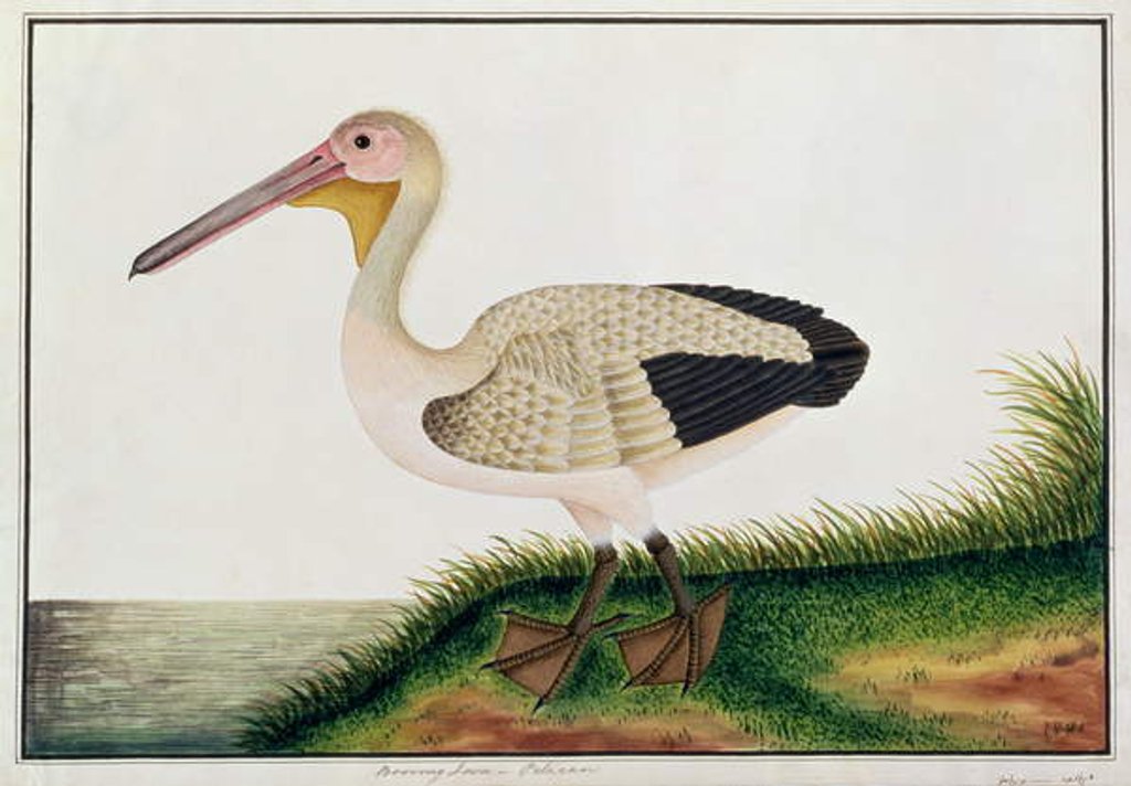 Detail of Pelican, Boorong Java by School Chinese