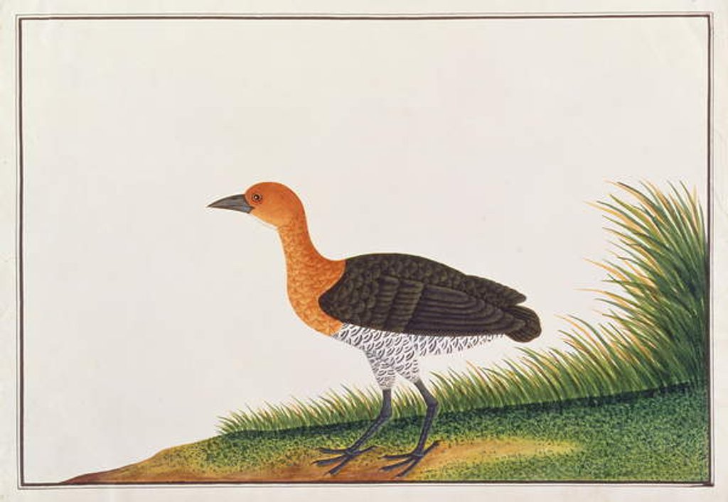 Detail of Slaty-legged Crake by School Chinese