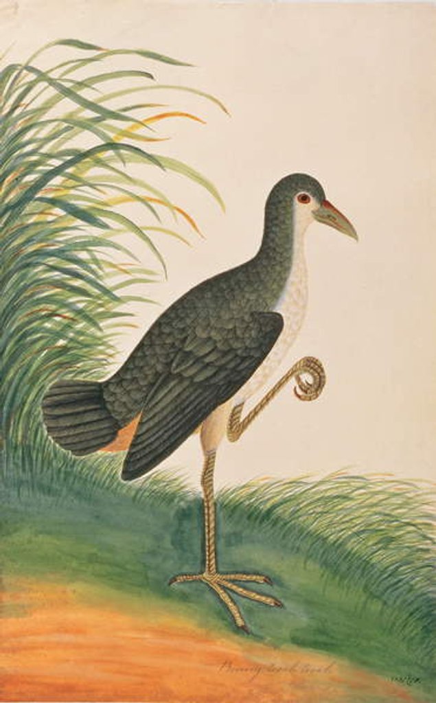 Detail of White-breasted Waterhen by School Chinese