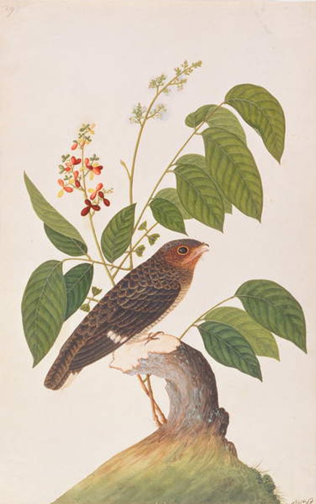 Detail of Dusky Broadbill by School Chinese