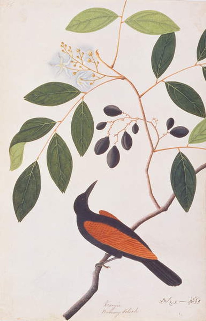 Detail of Greater Coucal by School Chinese