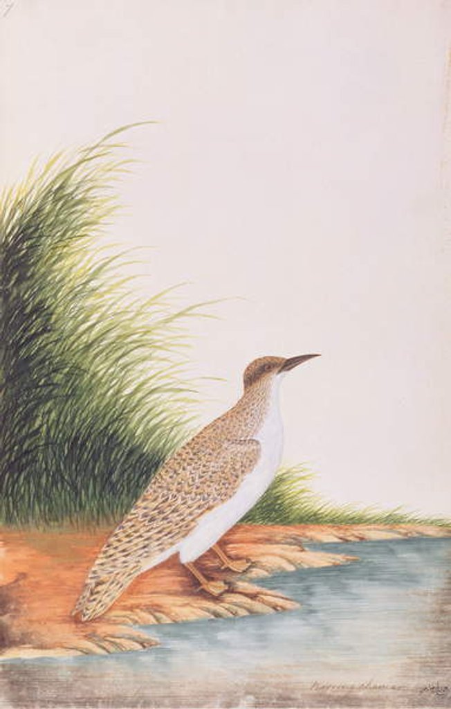 Detail of Tern by School Chinese