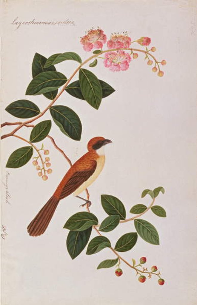 Detail of Brown Shrike by School Chinese
