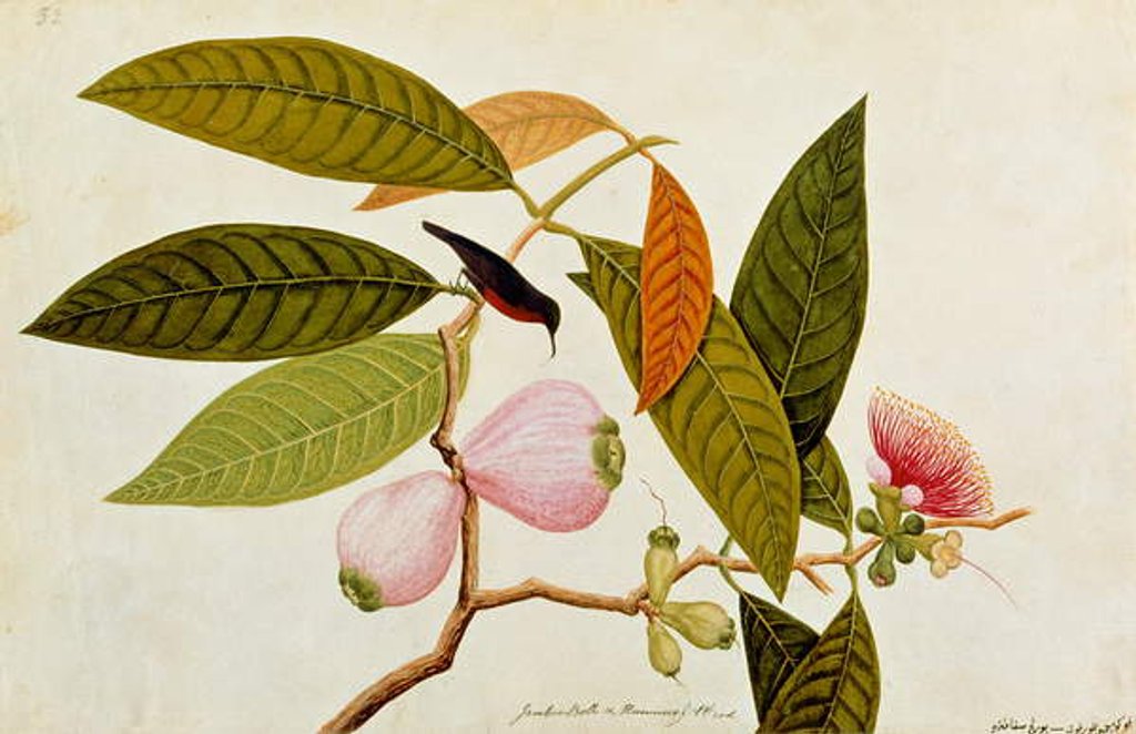 Detail of Jamboo, Boll and Humming Bird by School Chinese